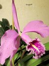 Cattleya maxima 